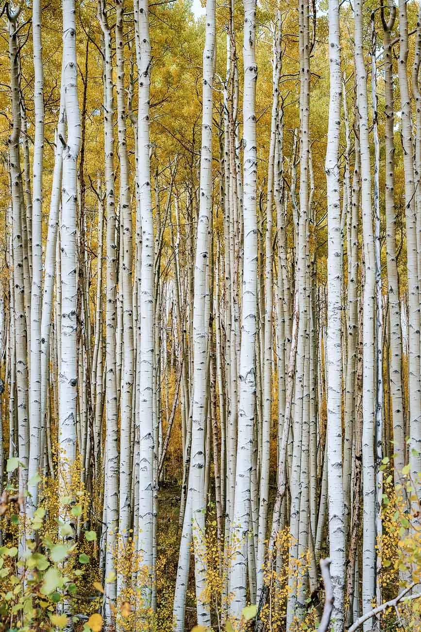 Tamara_Susa_Aspen_grove-08772.jpg