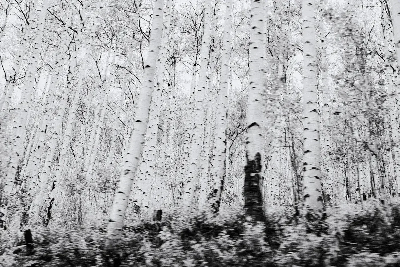 Black and white photograph of a birch forest with tall, slender trees and a wooded ground.
