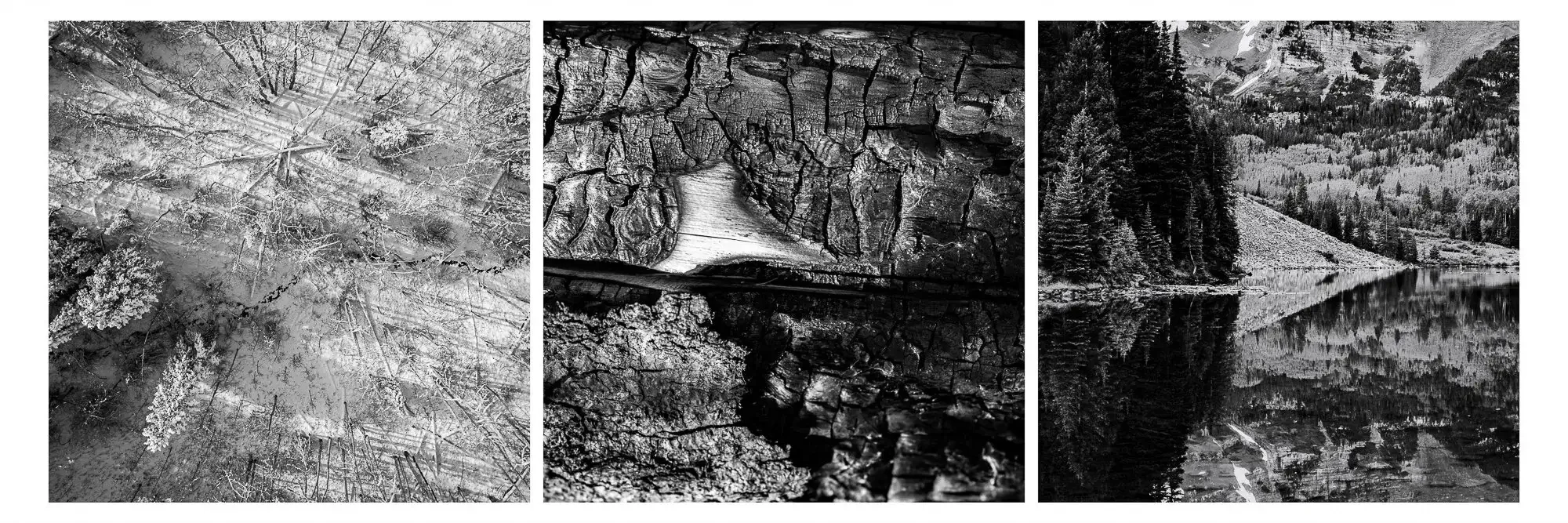 A triptych of black and white images depicting various natural landscapes: the first shows a forest with snow, the second shows a close-up of cracked tree bark with snow, and the third shows a mountain lake with trees and mountains in the background.
