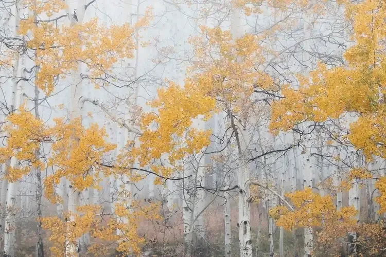 Fall in the Clouds