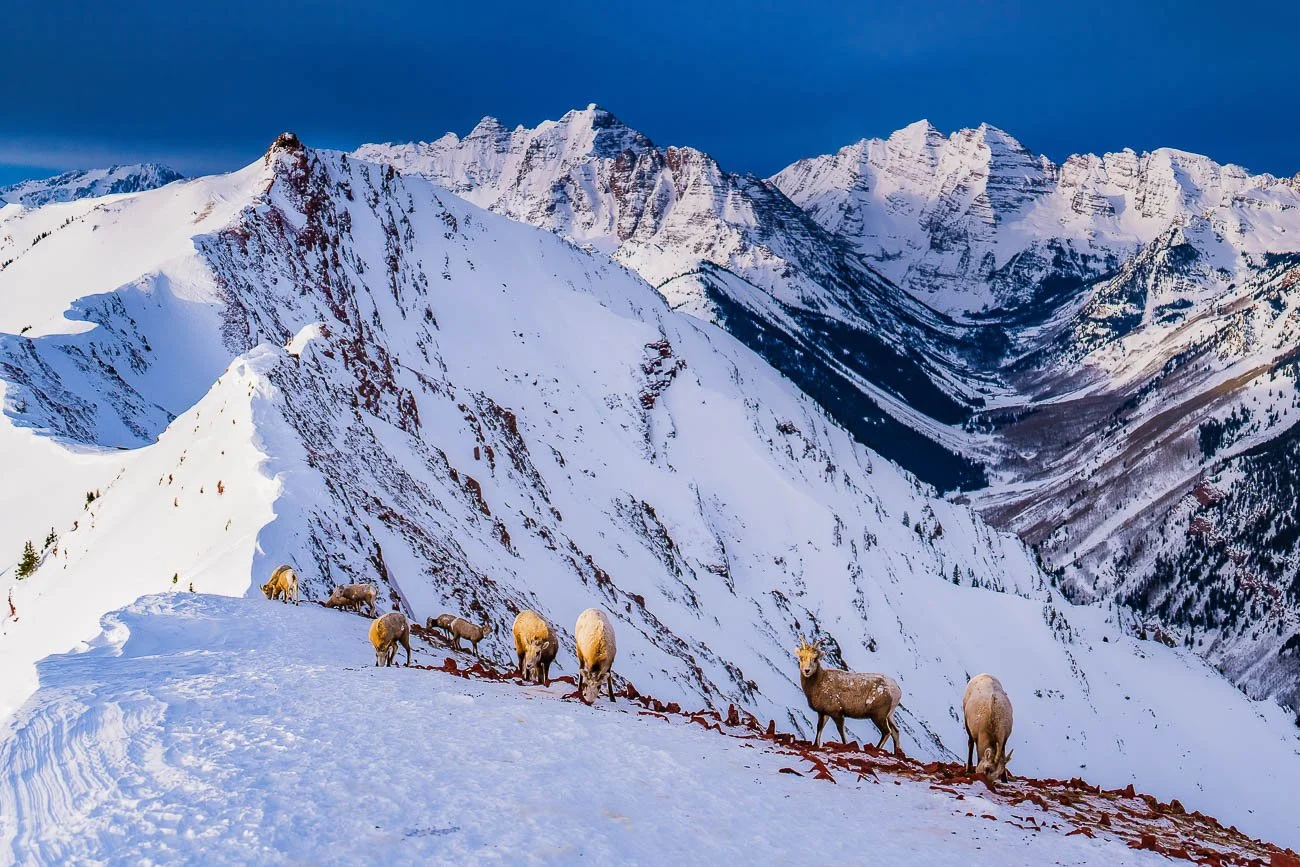 Tamara_Susa_Wildlife_Colorado-1679262050.jpg