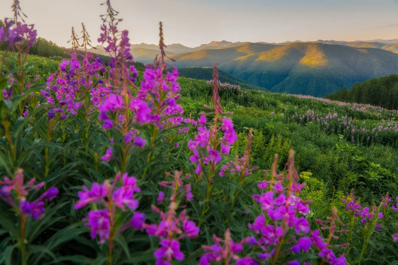 Tamara_Susa_Wildflowers_Summer_Colorado--3.jpg