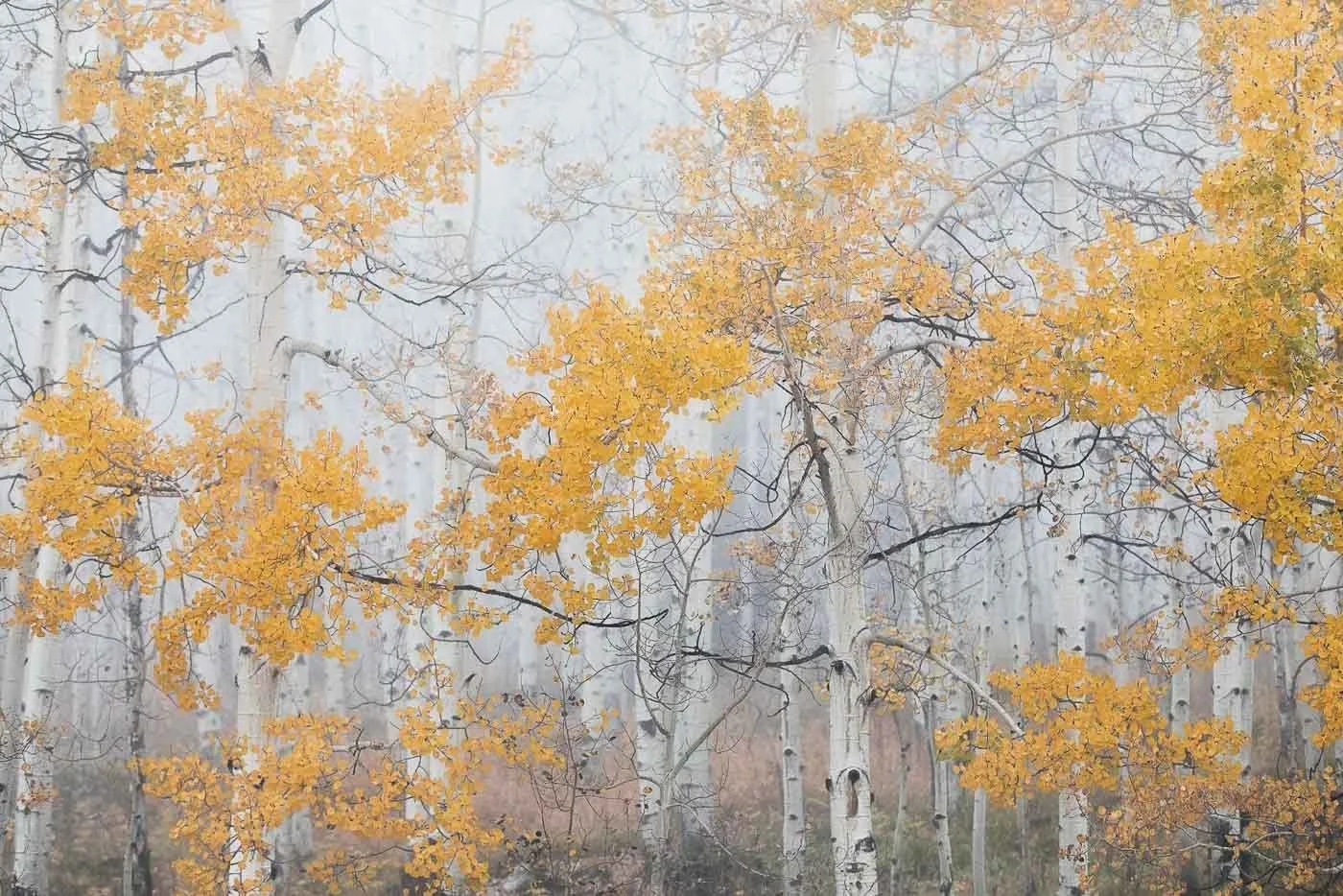 Fall in The Clouds
