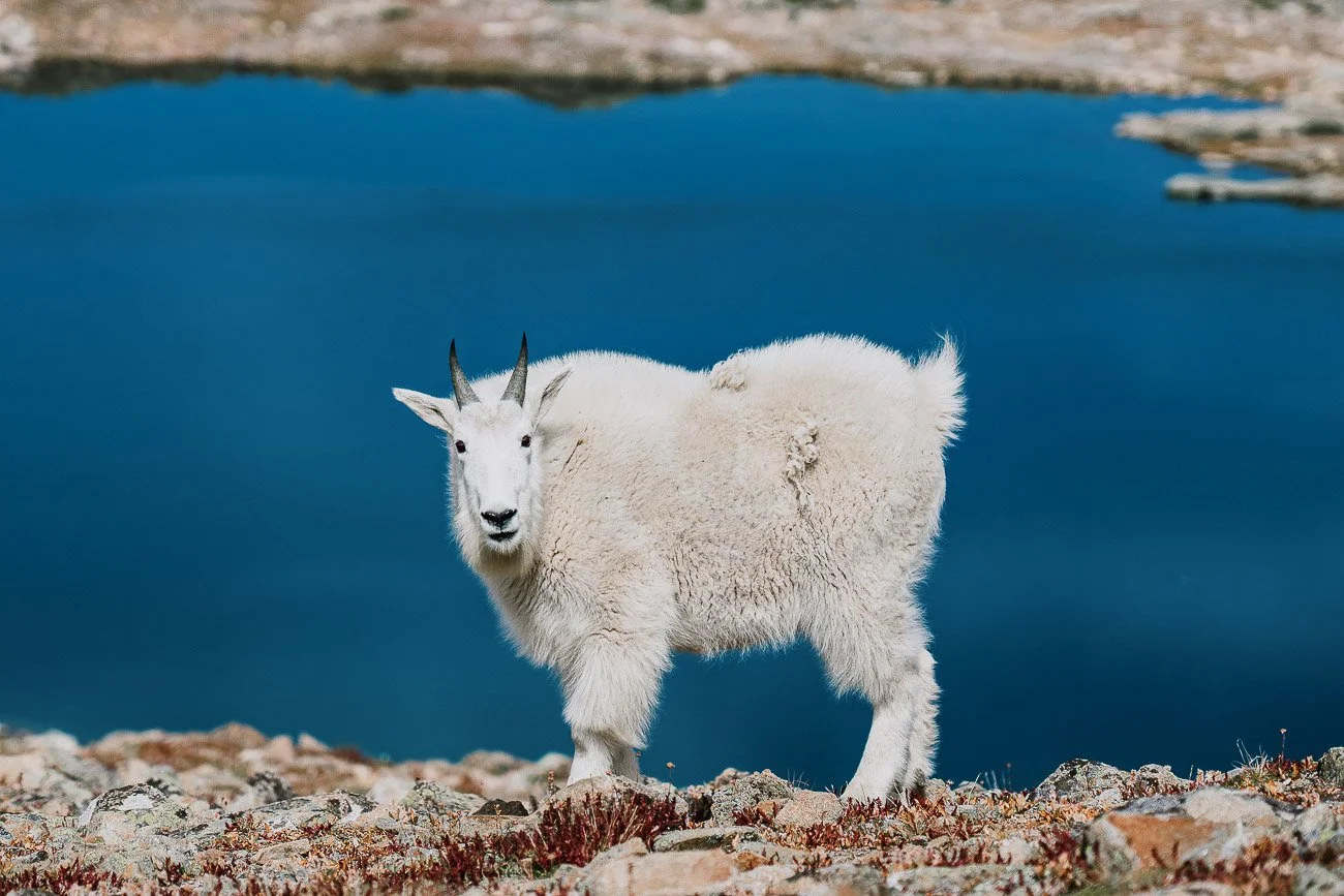 Tamara_Susa_wildlife_Colorado-2.jpg
