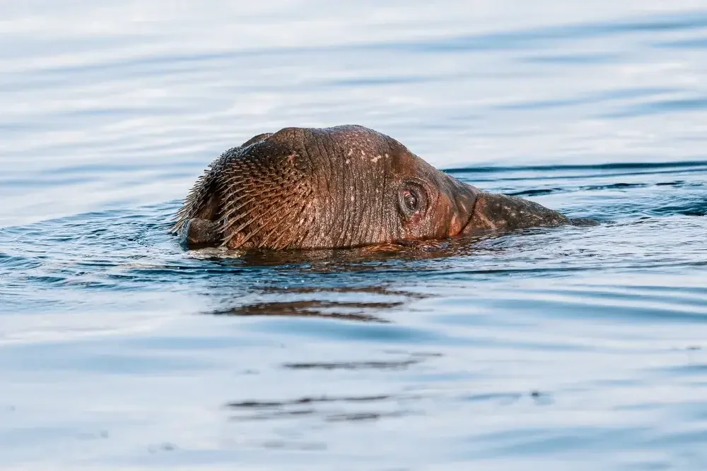 A close-up of a hippopotamus partially submerged in water, with only its head visible above the surface.
