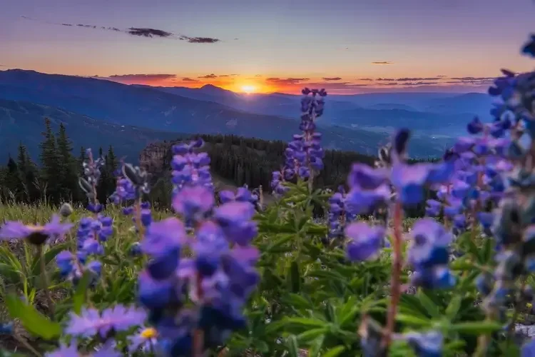Sunset over mountains with purple wildflowers in foreground.
