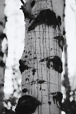 Close-up of a birch tree trunk with dark patches and bark peeling, black and white photograph.