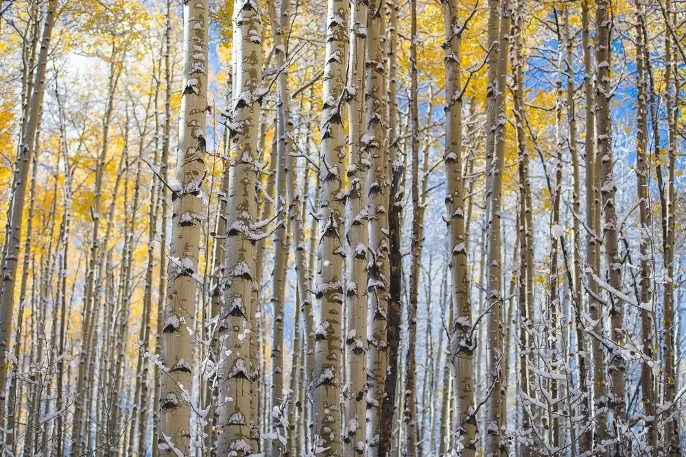 October+Snow+Aspens+2016.webp