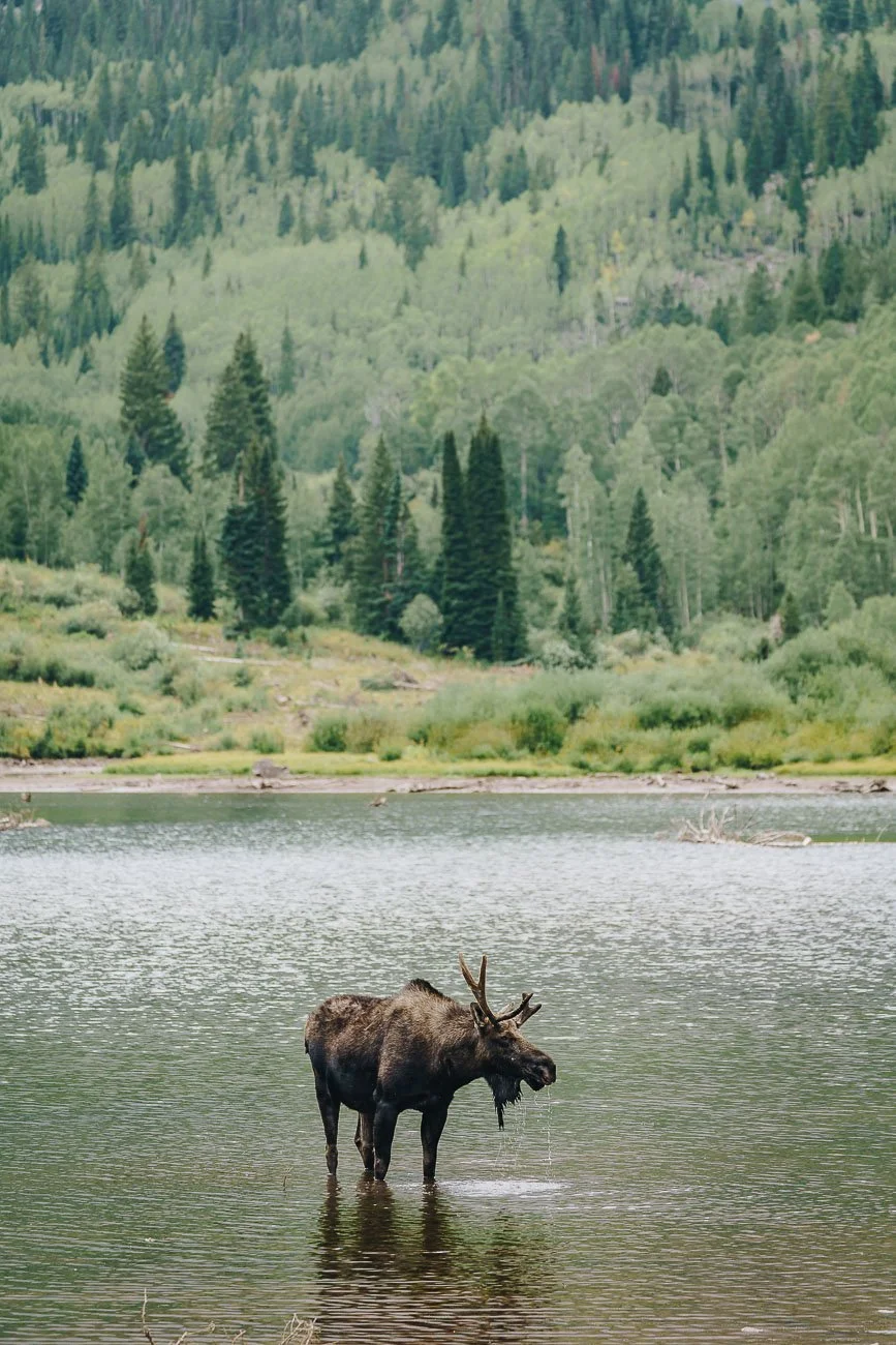 Tamara_Susa_wildlife_Colorado-02551.jpg