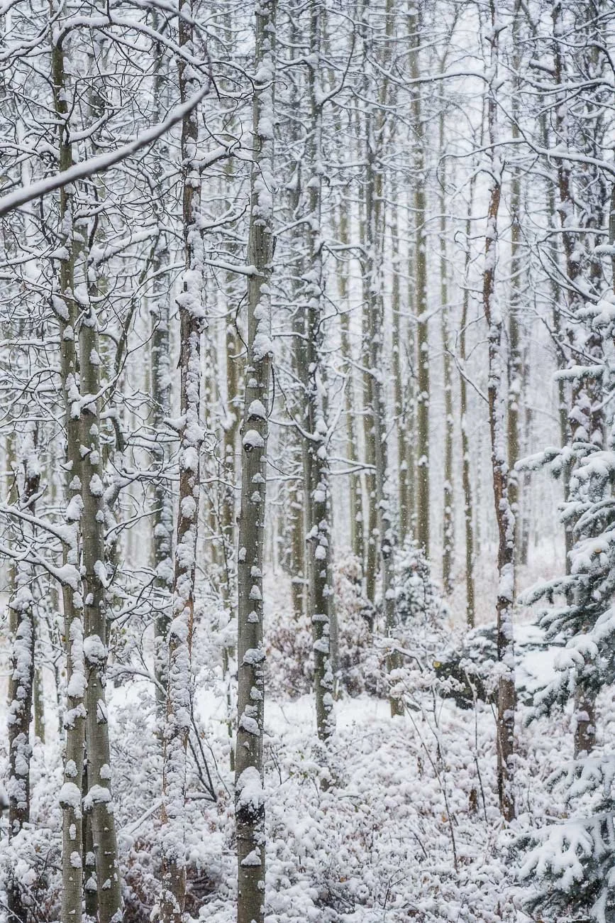 Tamara_Susa_Aspen_grove_Colorado--9.jpg