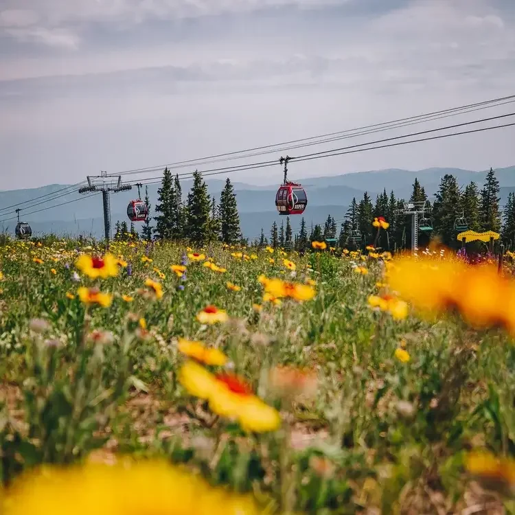 A scenic view of a yellow wildflower field with ski lift gondolas in the background, against green trees and distant mountains under a cloudy sky.

