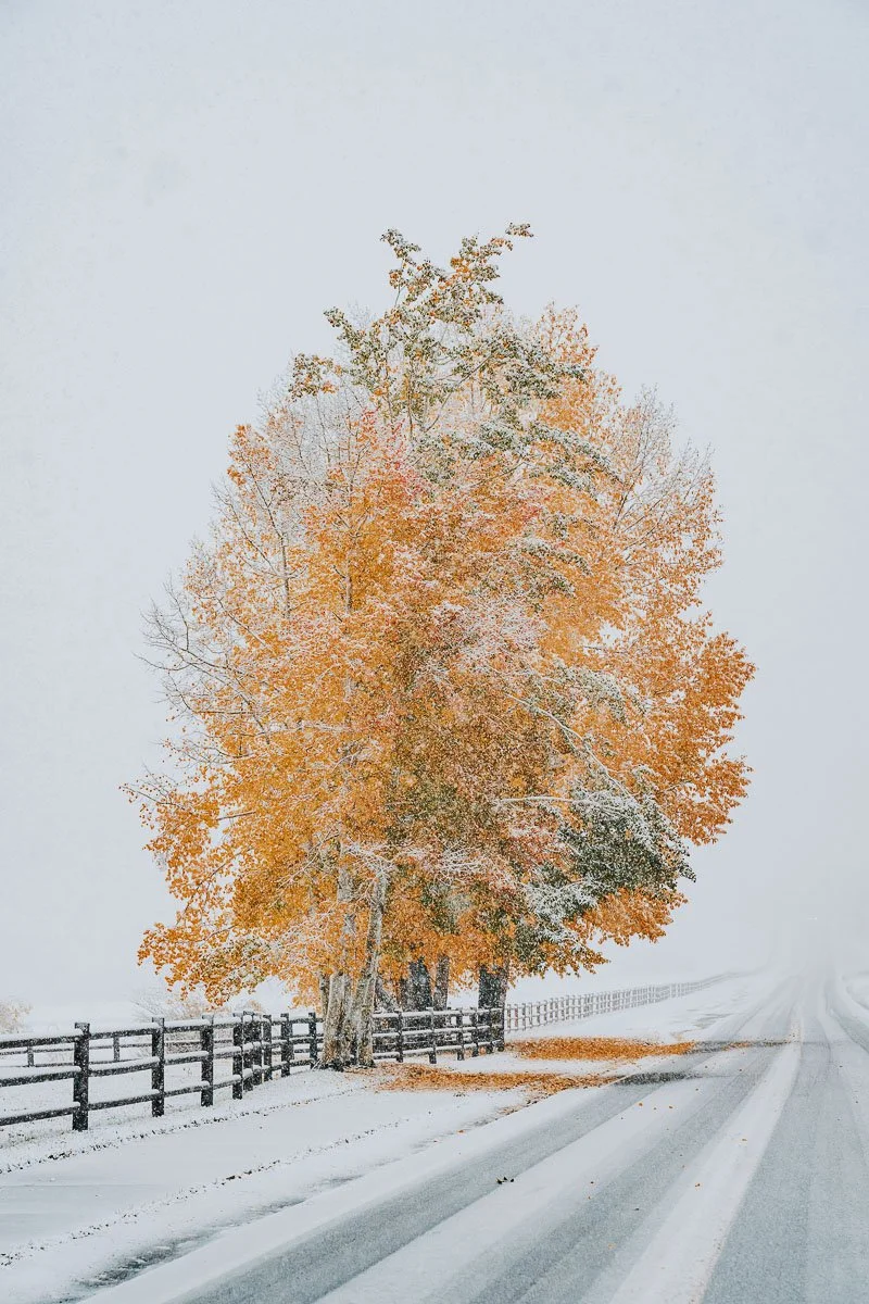 TamaraSusa_HistoricAspen_FallMeetsWinter2025-20.jpg