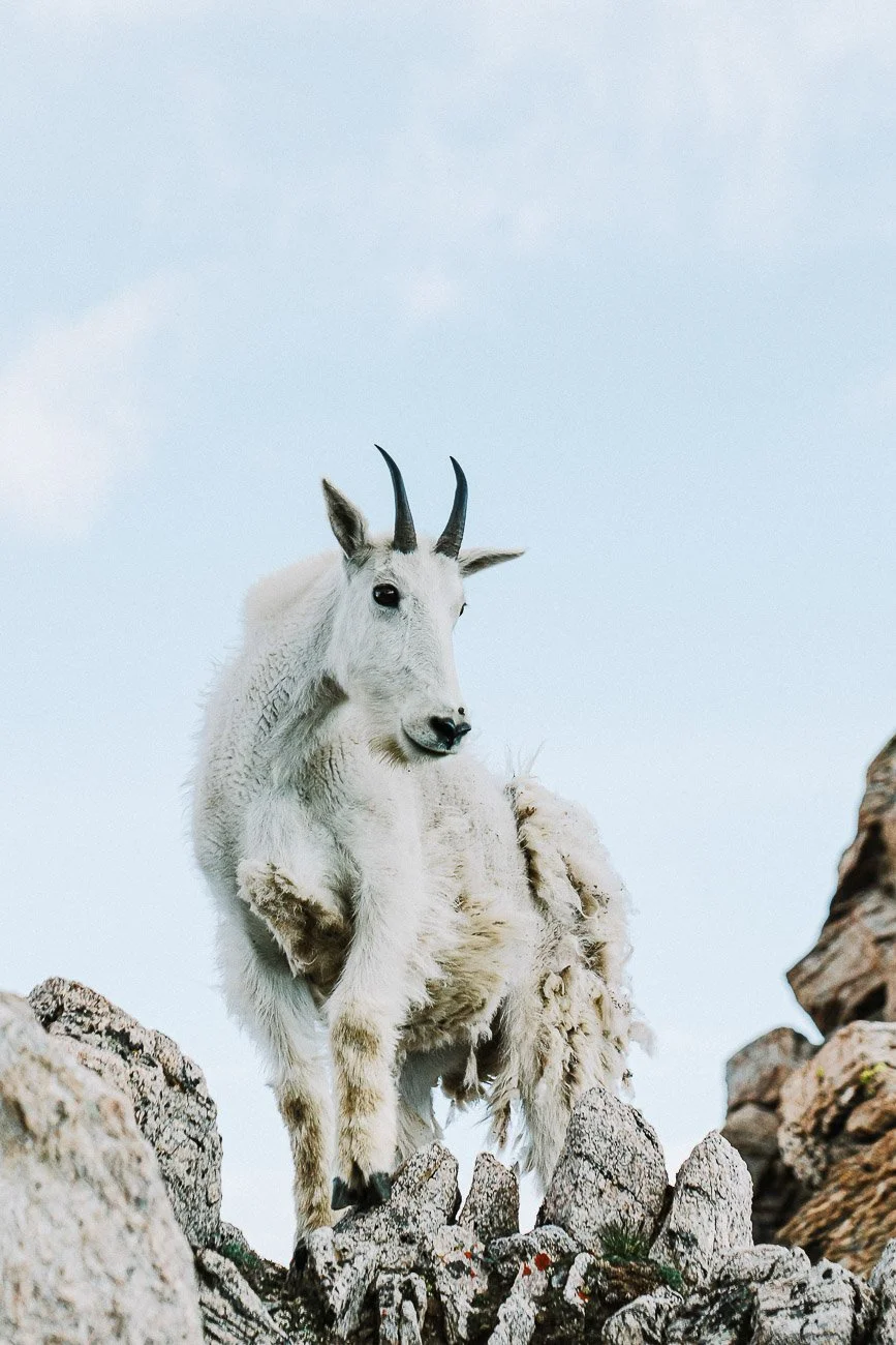 Tamara_Susa_Wildlife_Colorado-04778.jpg