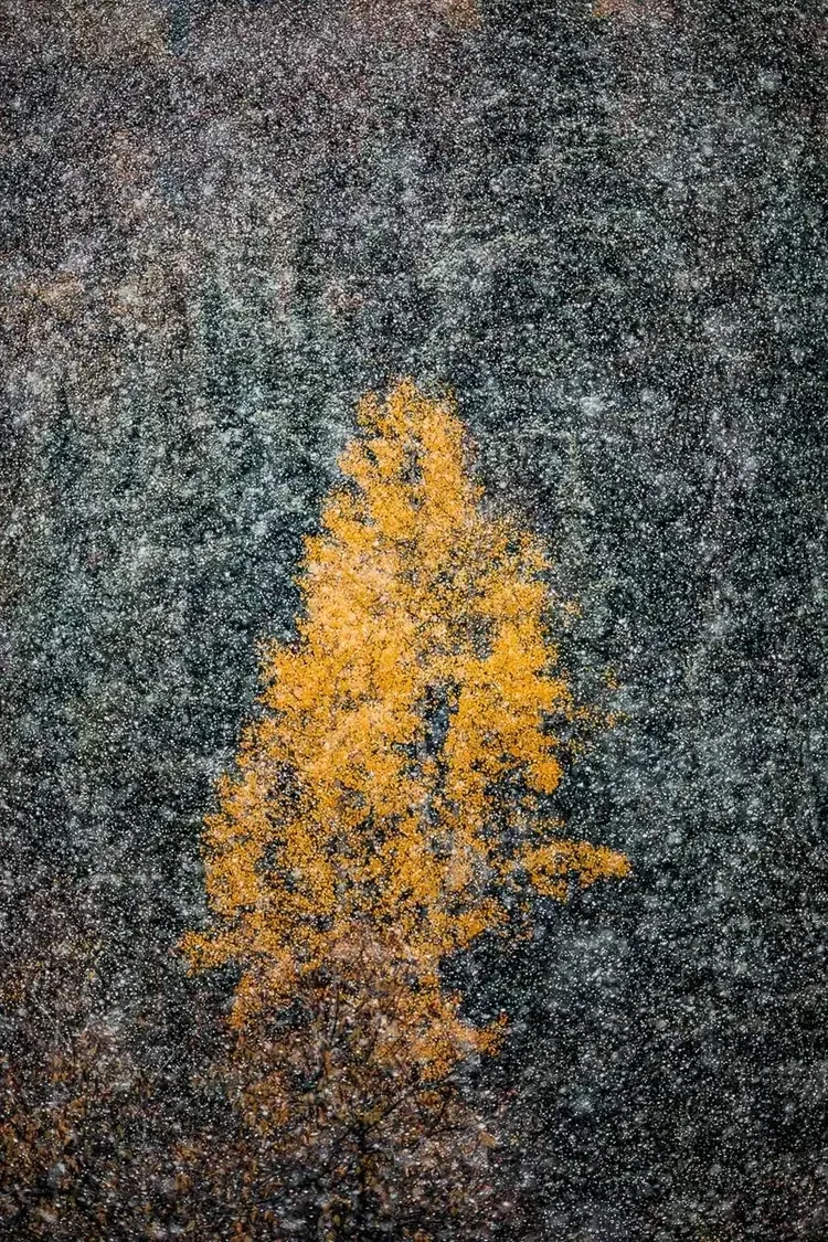 Yellow tree surrounded by falling snow, snowflakes in the air, over a dark background
