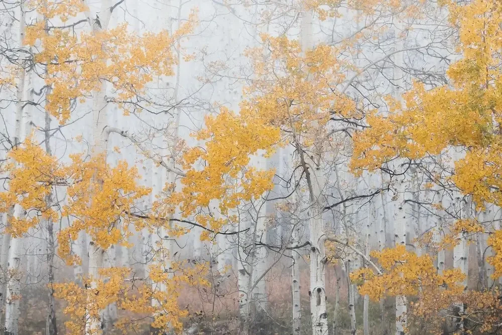 Aspen Groves