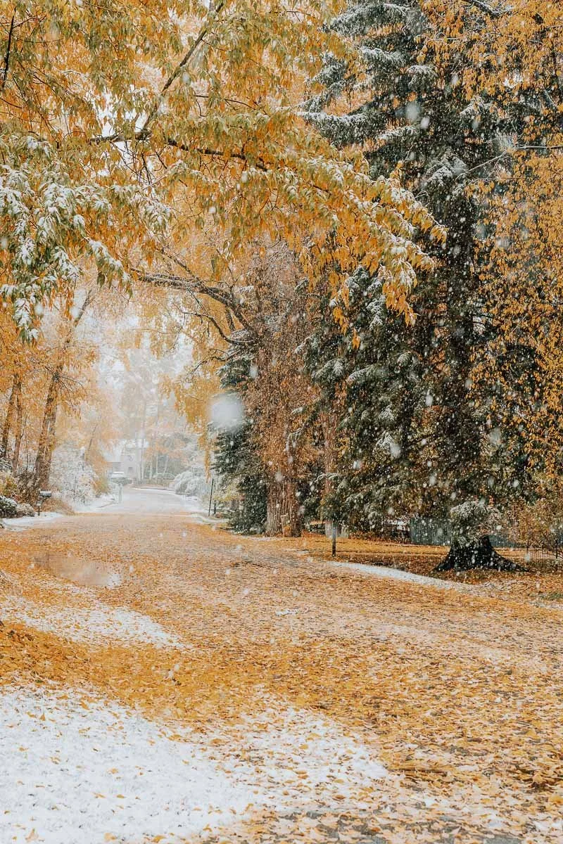TamaraSusa_HistoricAspen_FallMeetsWinter2025-30.jpg