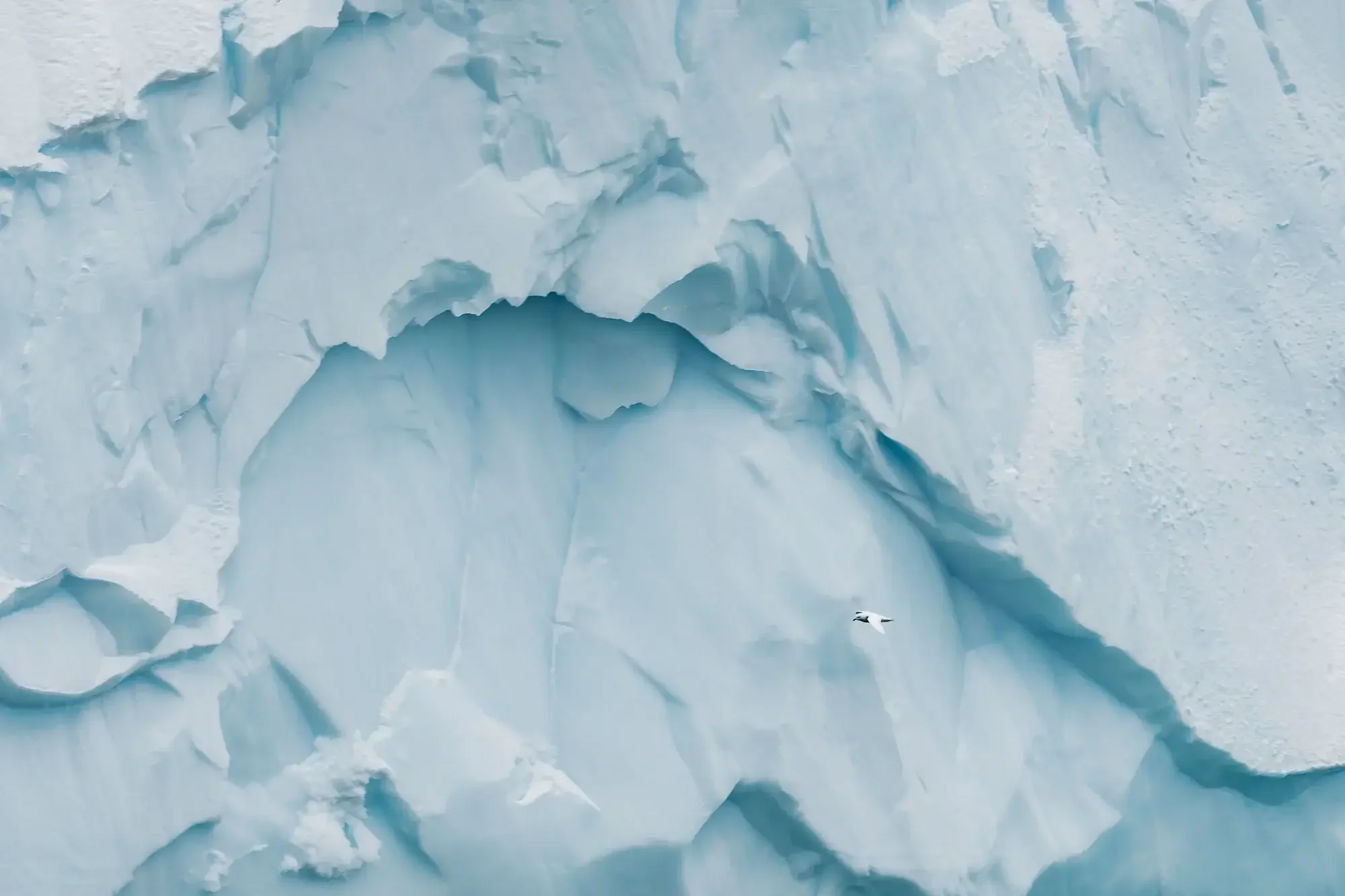 A vast icy landscape with a large crevasse and a lone bird flying near the ice wall.