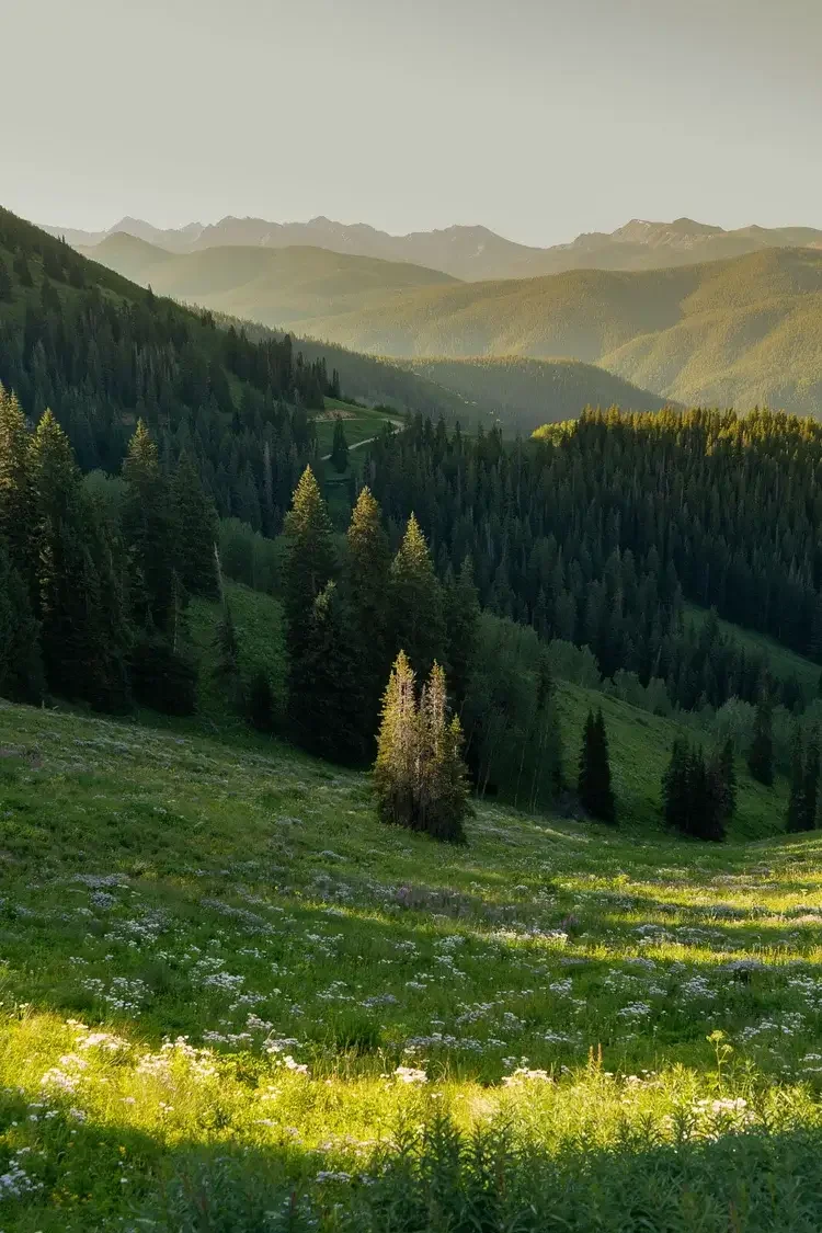 A scenic view of a lush green mountain landscape with trees and wildflowers, illuminated by sunlight, with mountain peaks in the distance.
