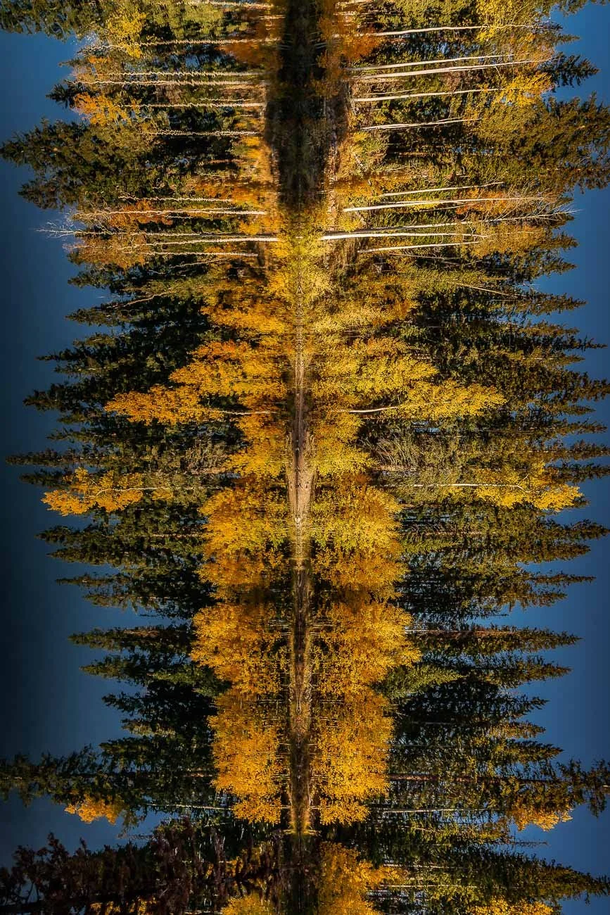 Tamara_Susa_Fall_Aspen_Colorado-.jpg