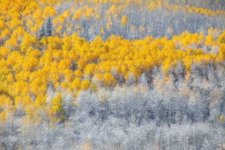 Aerial view of a forest with bright yellow fall foliage and snow-covered trees, showing a transition from colorful leaves to winter.