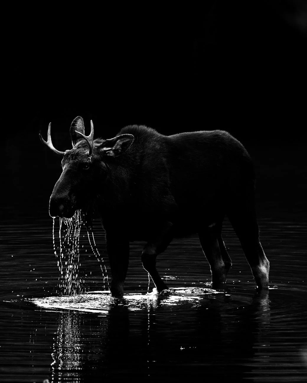 Tamara_Susa_Wildlife_Colorado-1757807449.jpg