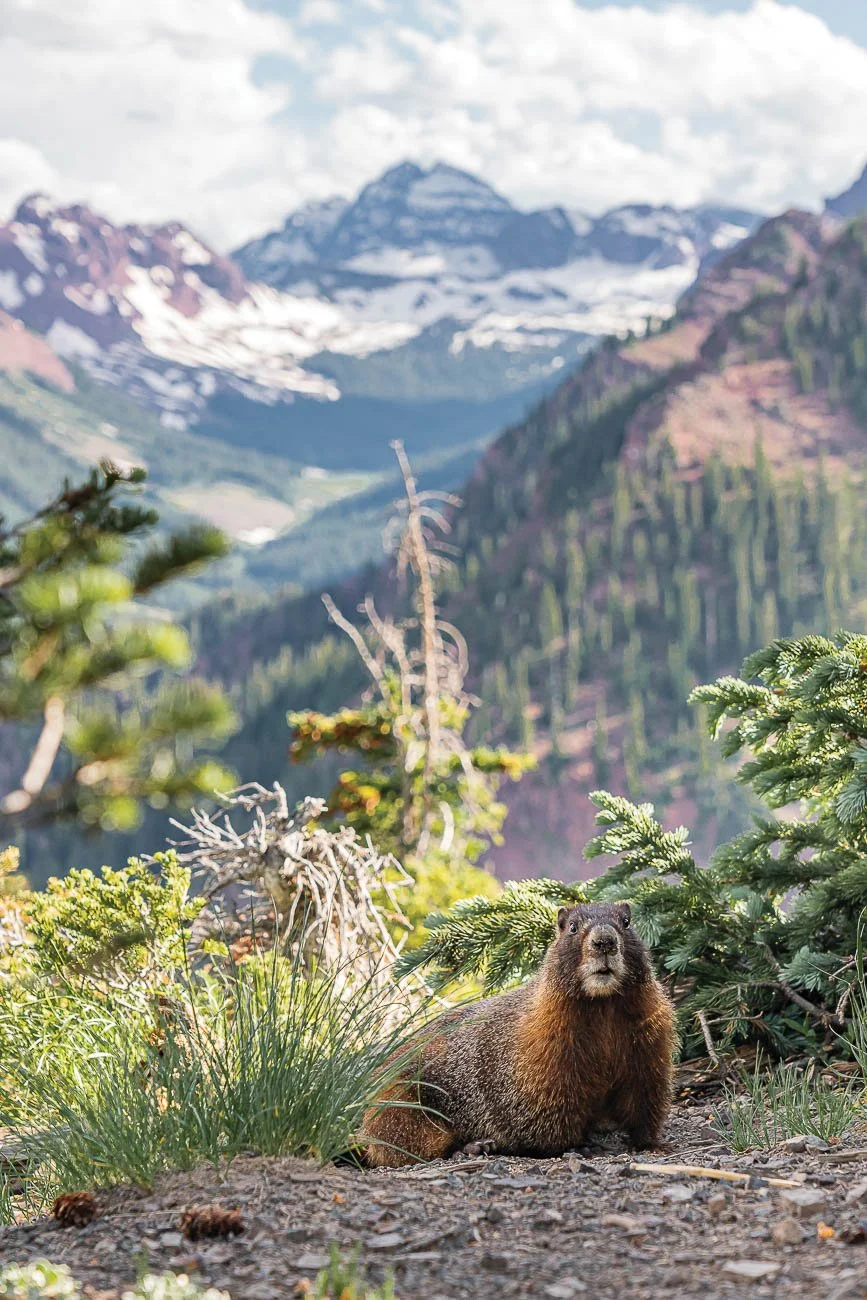 Tamara_Susa_wildlife_Colorado--2.jpg