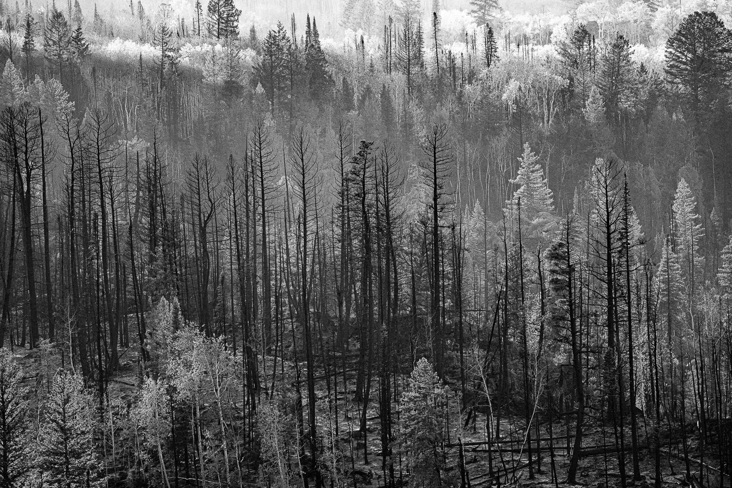 Black and white photo of a forest with many tall, thin trees, some of which appear to be burned or dead.
