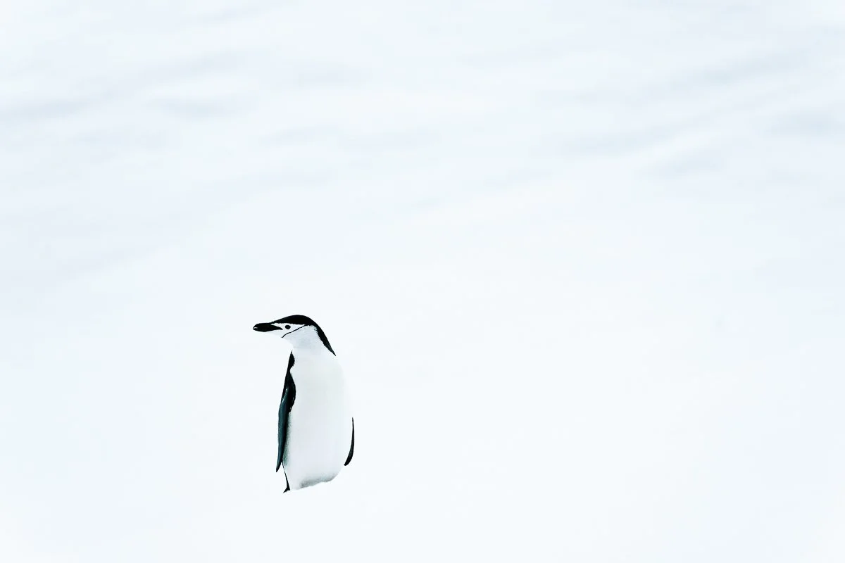 Antarctica Fine Art Prints