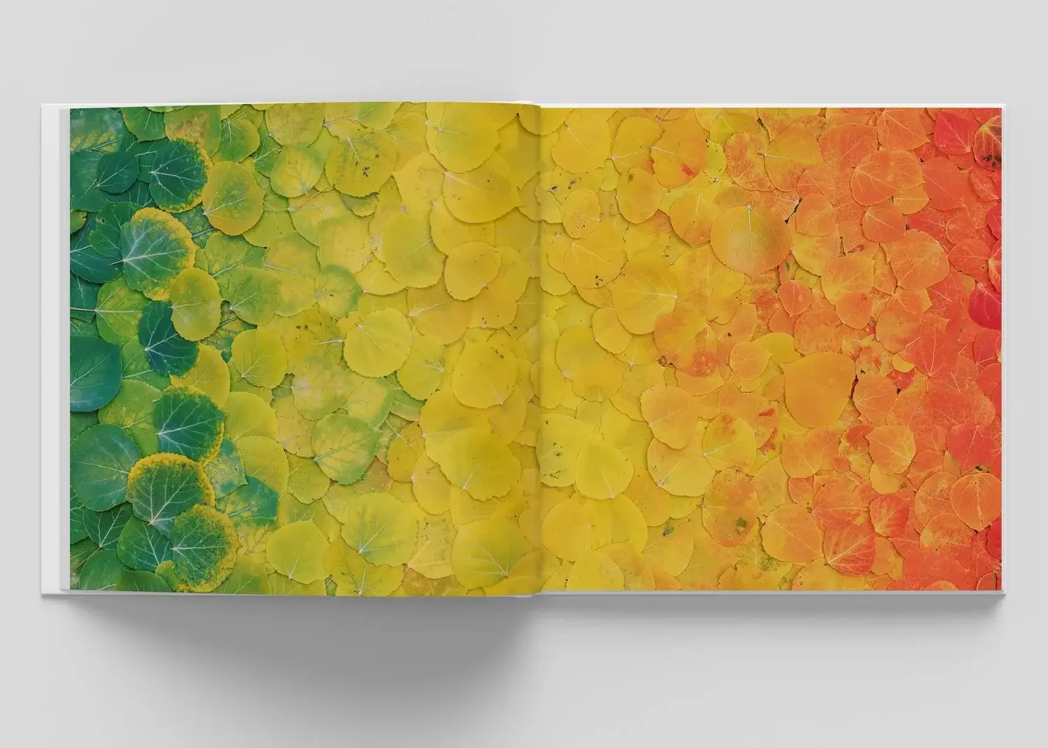 Open book displaying a colorful photograph of fallen leaves arranged in a gradient from green on the left, through yellow in the middle, to orange and red on the right.