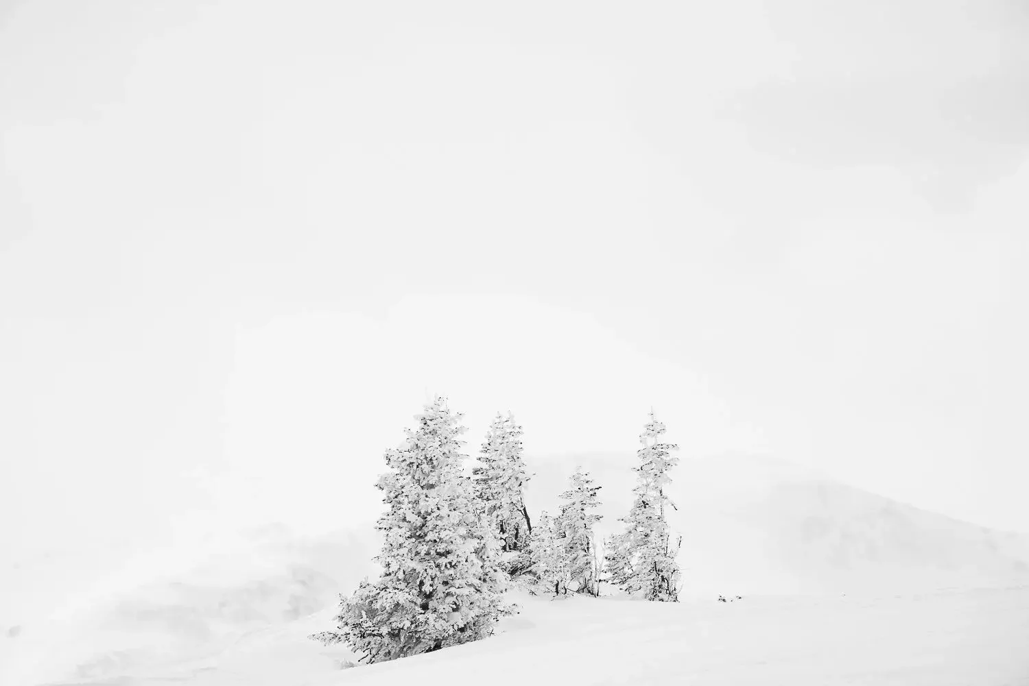 Snow-covered trees in a winter landscape with overcast sky.
