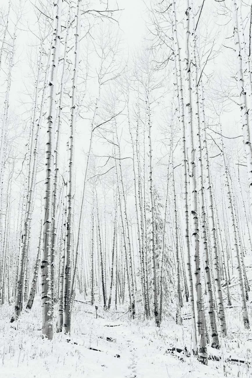 Tamara_Susa_Aspen_Grove_Colorado--6.jpg