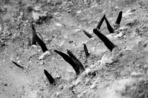 Close-up of animal antlers buried in dirt on the ground.