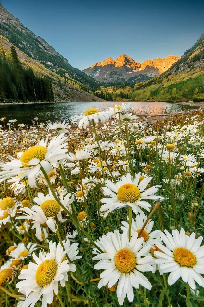 Tamara_Susa_Wildflowers_Maroon_Bells-08663.jpg