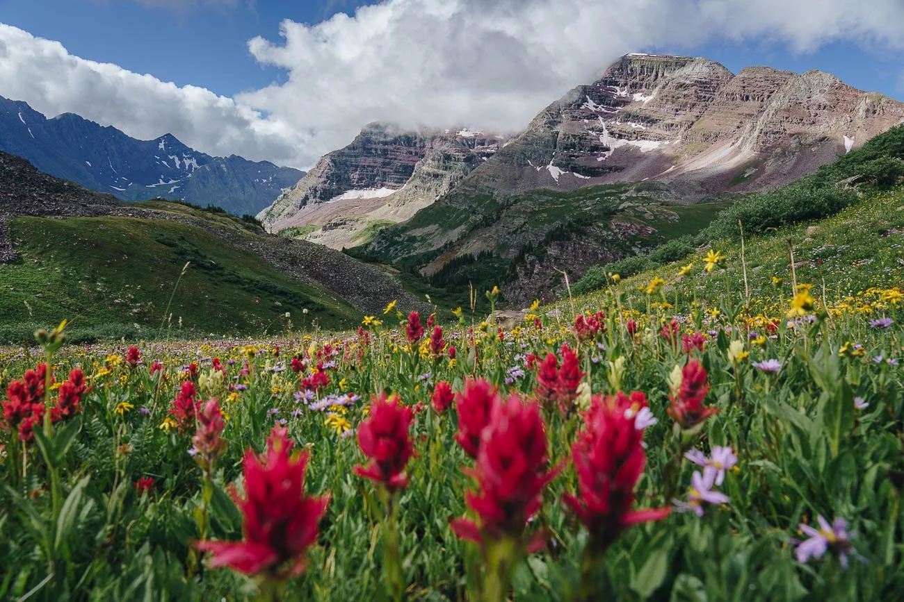 Tamara_Susa_Wildflowers_Summer_Colorado-00618.jpg