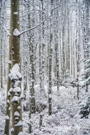 Snowy Aspens