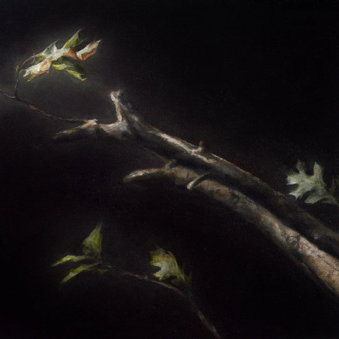 Shumard Oak #1 [detail]