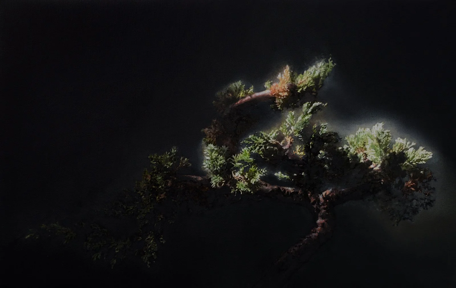 Juniper #1. Oil and acrylic on canvas-panel in custom wood frame, 15 ¼ x 24, framed 17 ¾ x 26 ½ inches.  (giclée prints available)