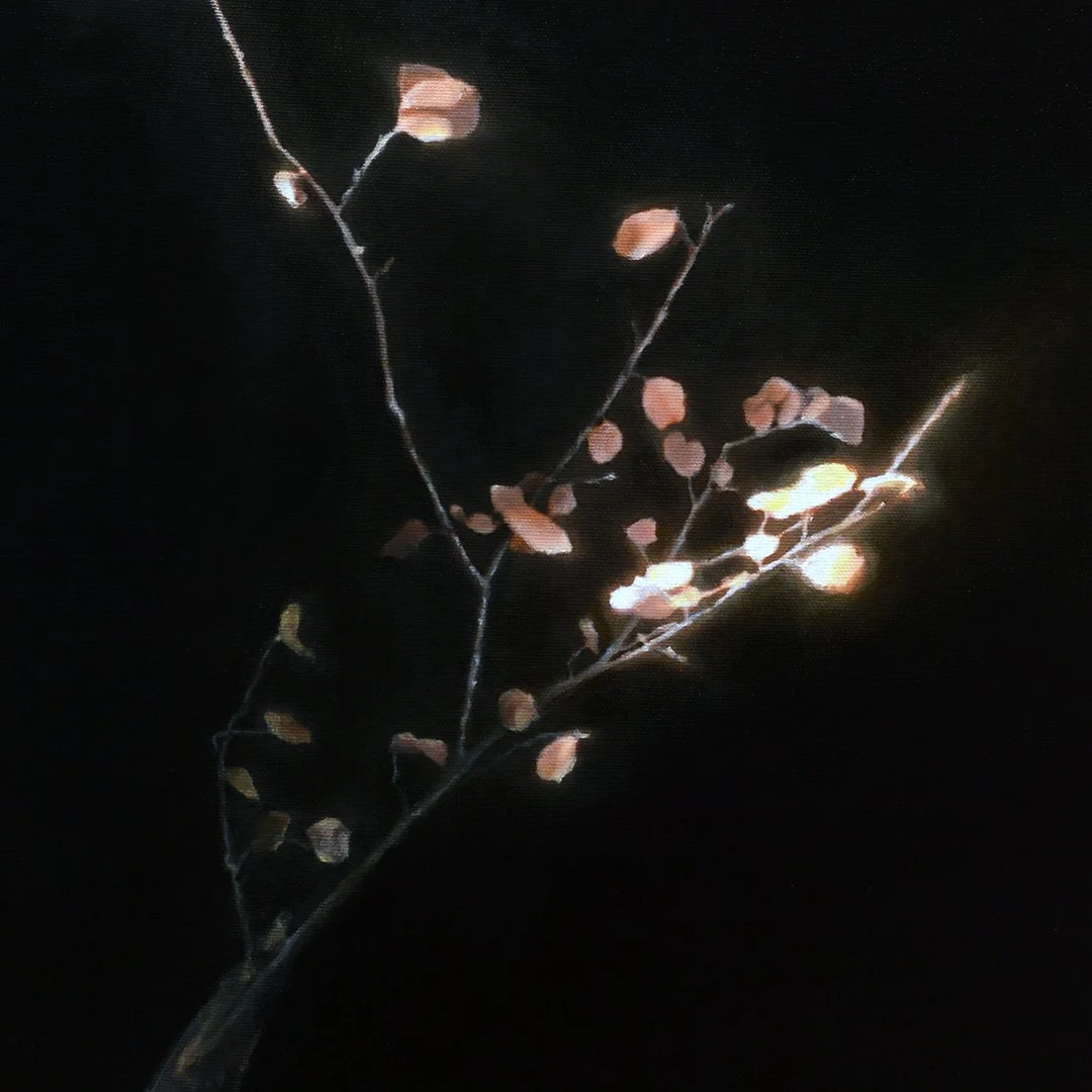 American Beech #1 [detail]