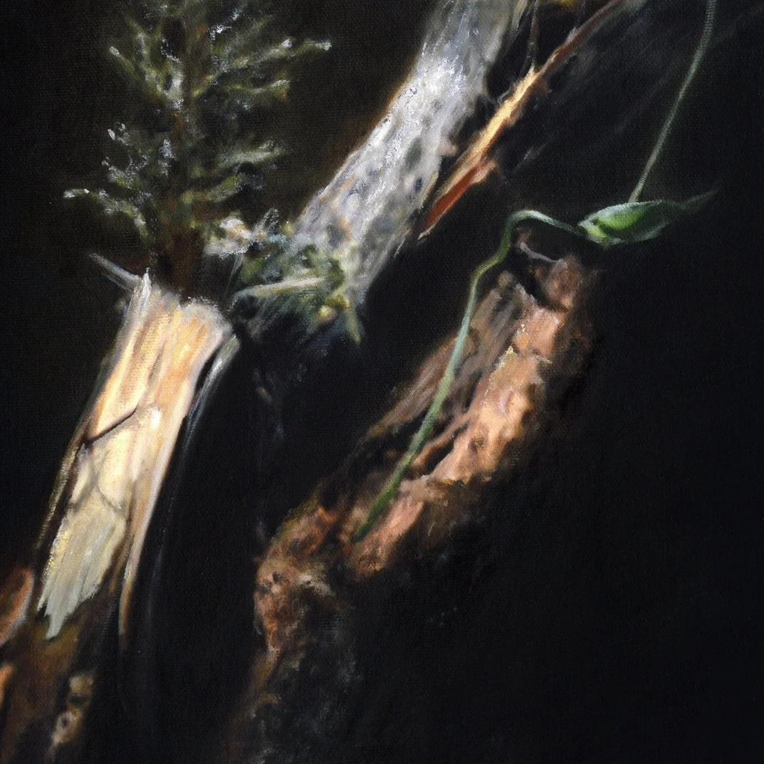 Red Cedar #1 [detail]