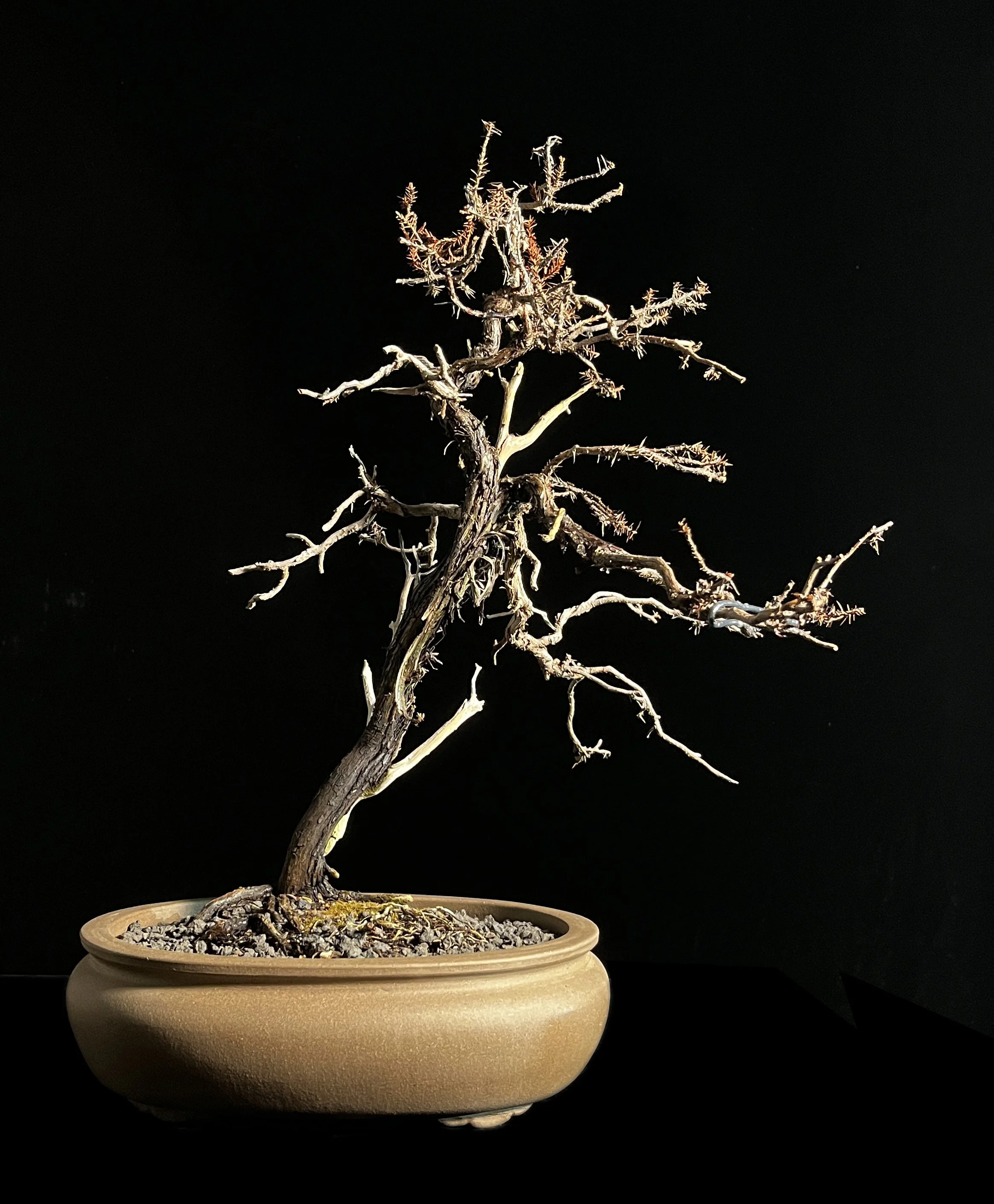 PL.10_25. Failed bonsai, aluminum wire, resin, stone, polyurethane, ceramic pot, 20 x 16 x 4 inches, (50.8 x 40.6 x 10.2 cm).