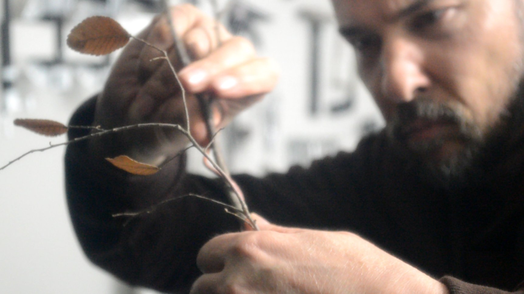 The appearance of surviving centuries of harsh climate is achieved through ancient bonsai techniques of wiring, pruning, tying, and defoliation.