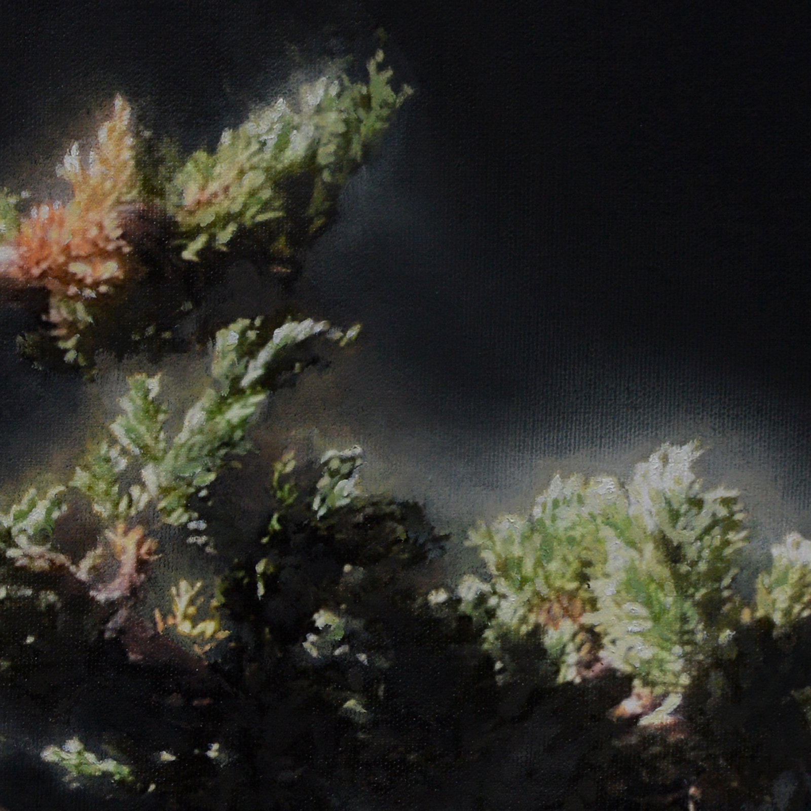Juniper #1 [detail]
