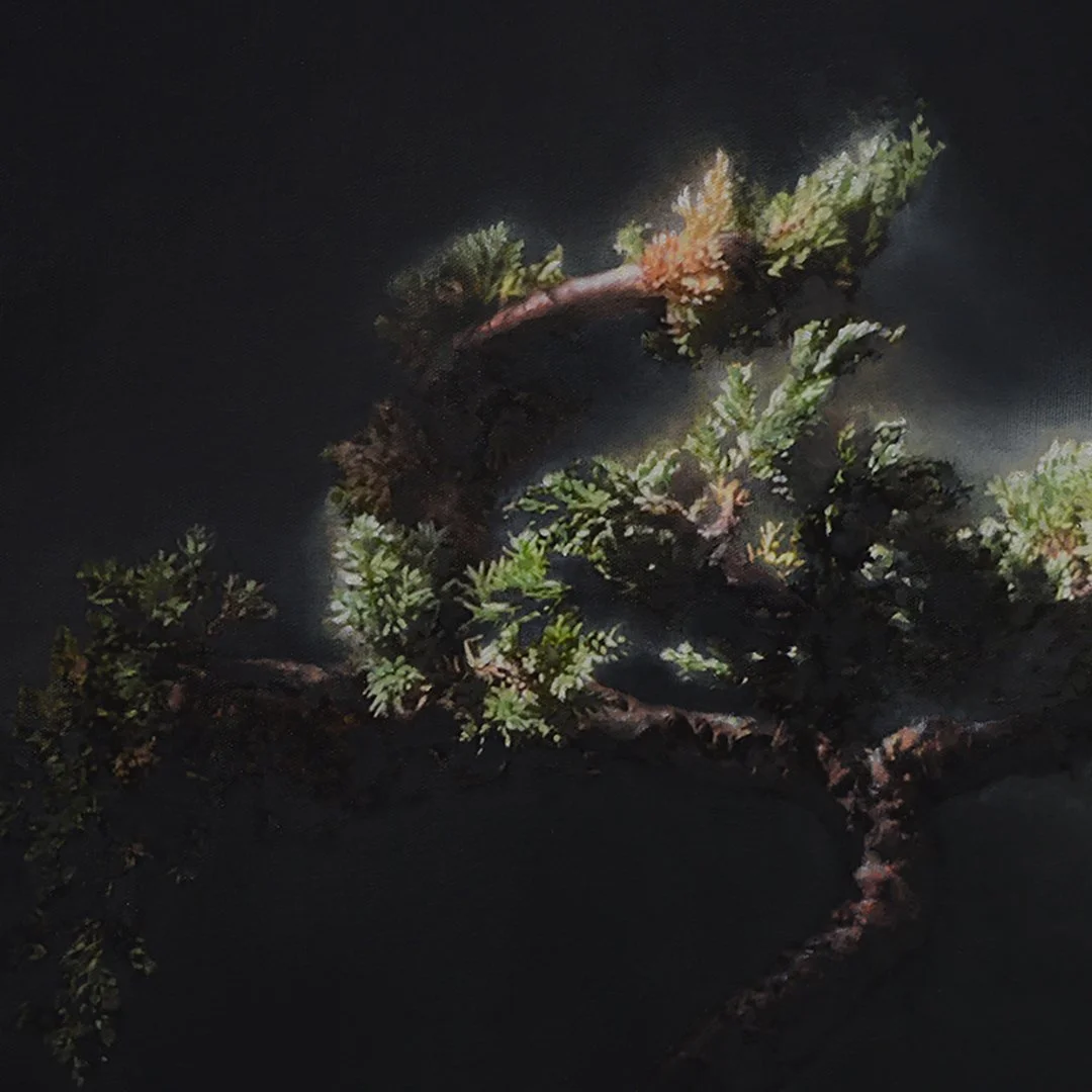 Juniper #1 [detail]