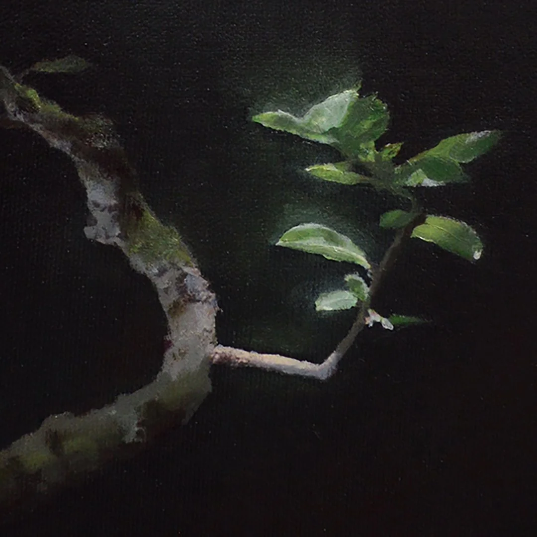 Fukien Tea Tree #1 [detail]