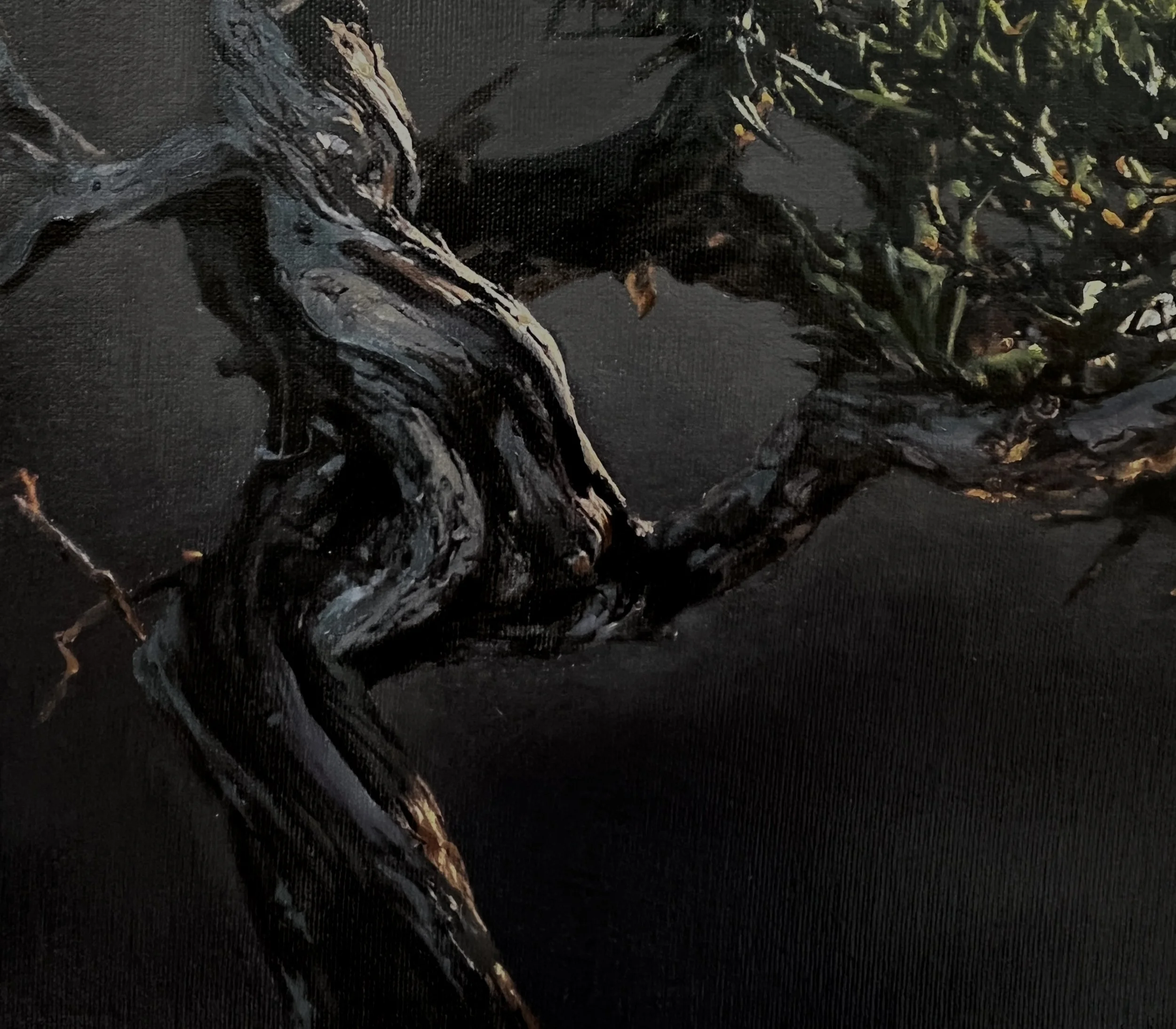 Ashe Juniper #1 [detail]