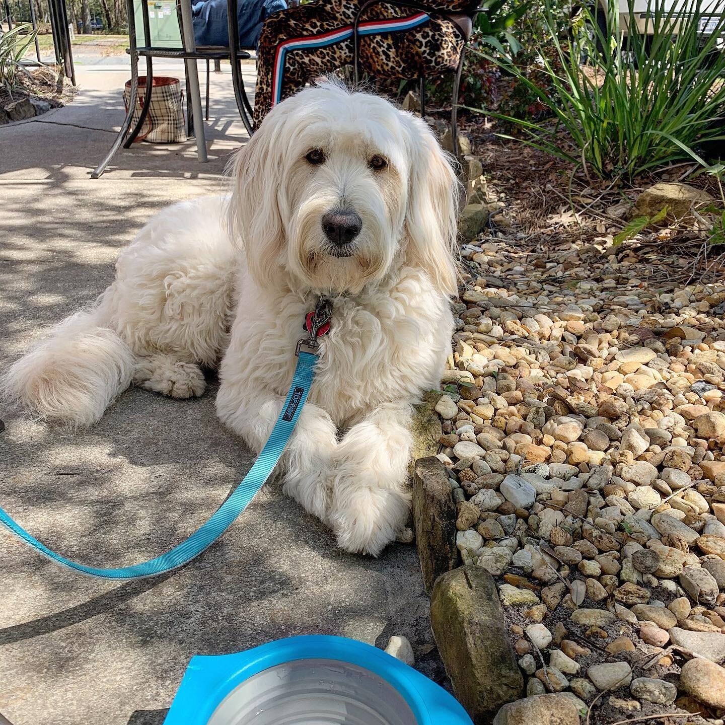 Nellie thinks that this weather is absolutely perfect for outdoor dining. We 100% agree.
.
10/10 would trust Nellie with lunch plans.
.
#alfrescodining 
#eatlocal
#dogsofinstagram