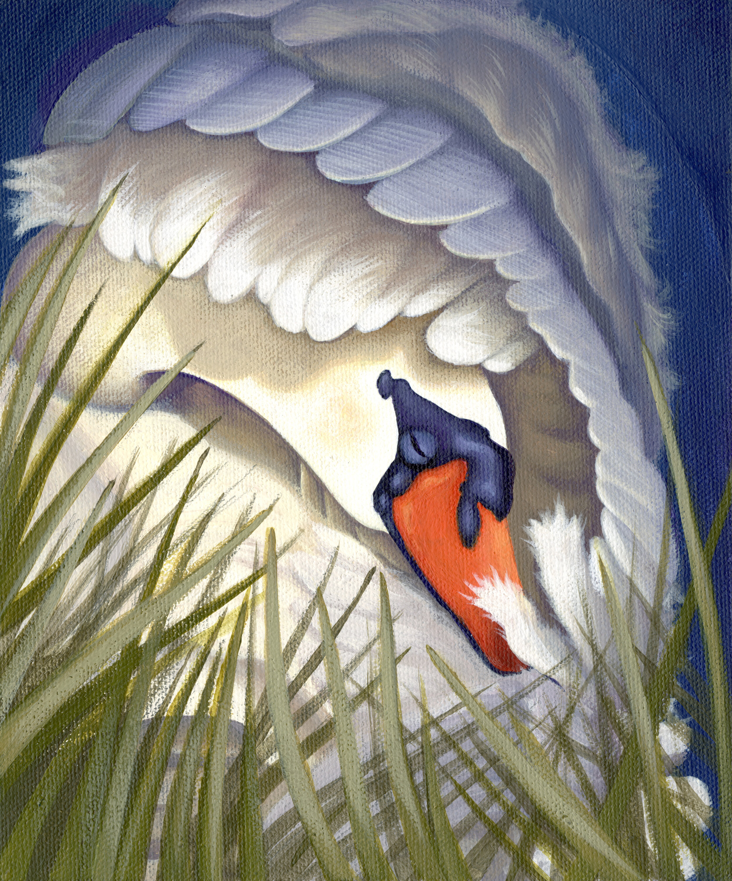 KG - Mute Swan.jpg