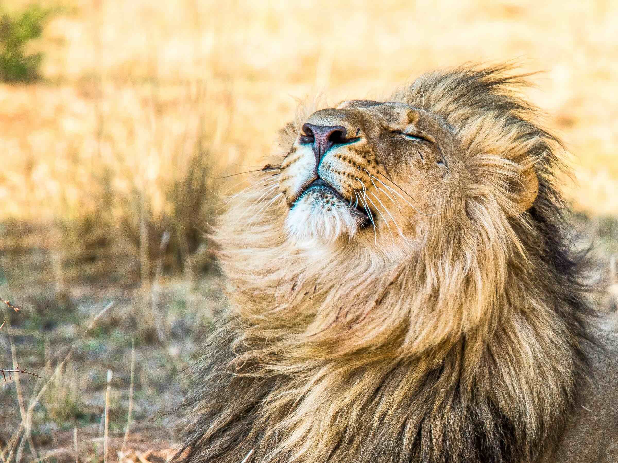 Lion Spotting in Zambia