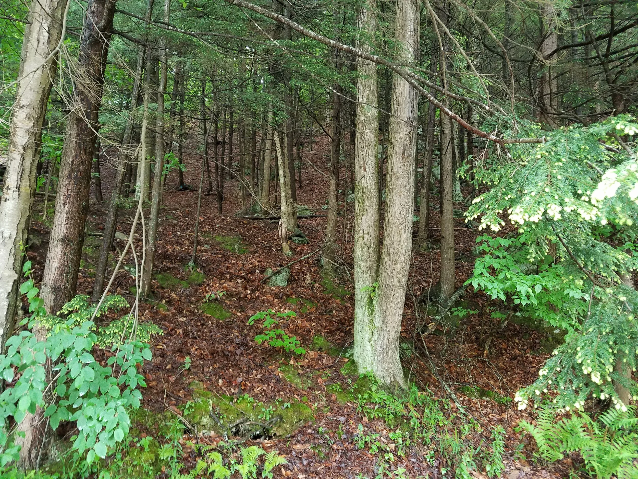 Nature in its prime.