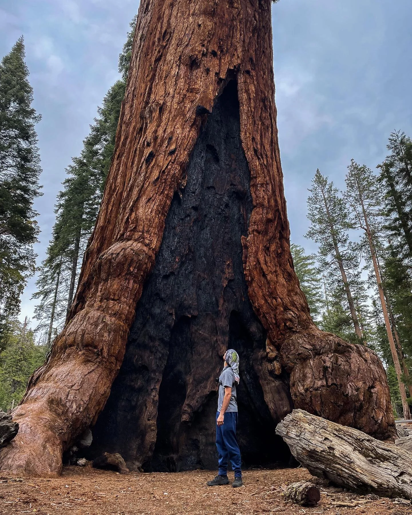 Cut Back the Vine (writing / poetry)

&ldquo;I am burdened as I pass through the beautiful scenery of creation 
The intricate colors, textures, and sounds of the living
Intertwined and riddled with disease and decay&rdquo;

I don&rsquo;t usually like